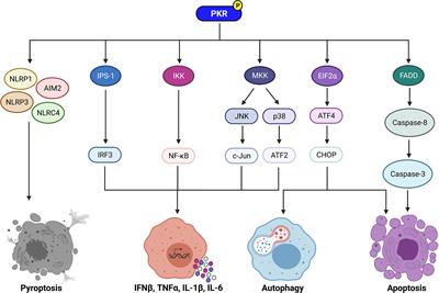 Frontiers Protein Kinase R In Bacterial Infections Friend Or Foe